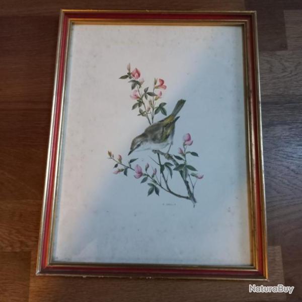 Jolie lithographie d 'oiseau d' aprs A.MARLIN   priode 1950