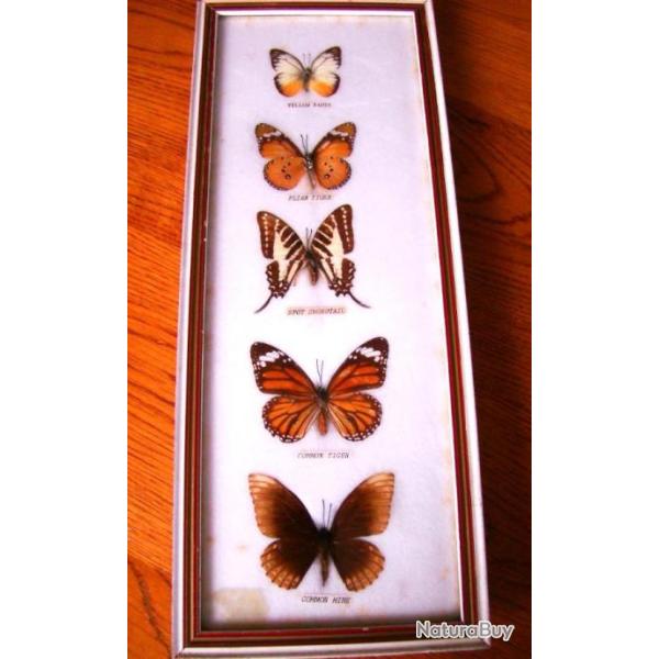 5 TRES JOLIS PAPILLONS EXOTIQUES SOUS CADRE EN BOIS VITRE  + COTON  ARRIERE + BEAU MARQUAGE AU DOS