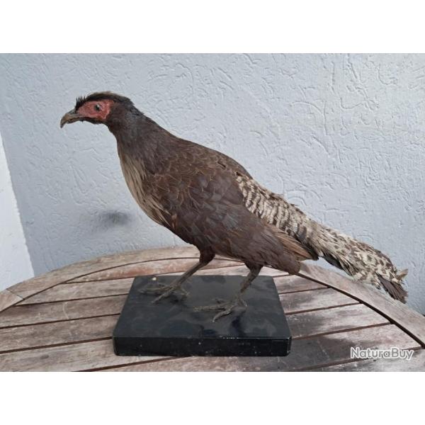 Taxidermie de Faisan leucomle ; Lophura leucomelanos