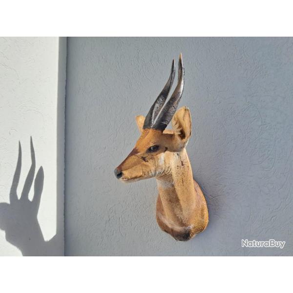 Taxidermie de Guib harnach�; Bushbuck ; Tragelaphus scriptus #E