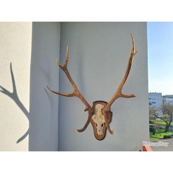 Grand trophe de cerf laphe 12 cors irrguliers avec anomalie osseuse #3101(3)