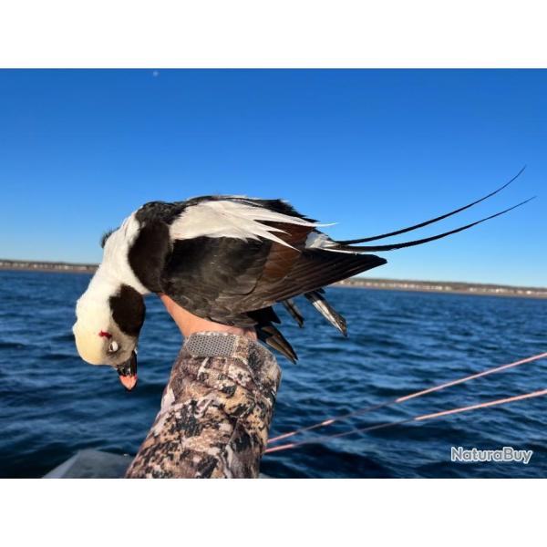 Canards Marins au Canada