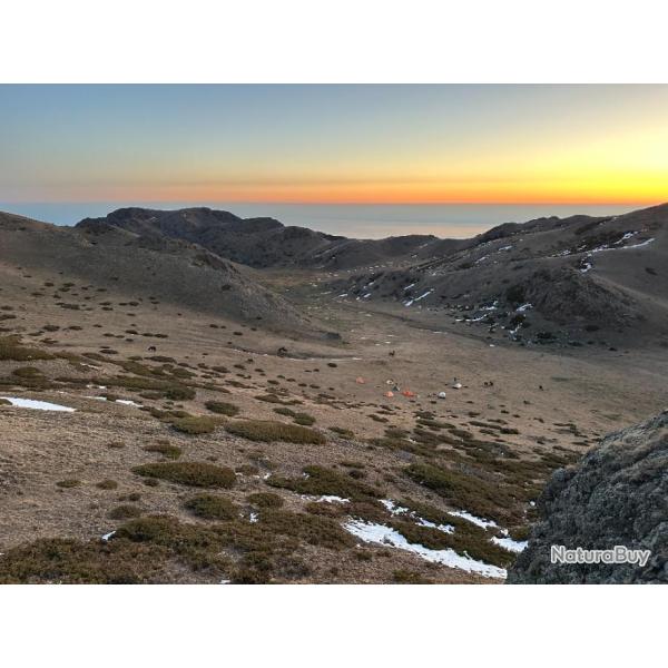 Cerf Maral au Kazakhstan