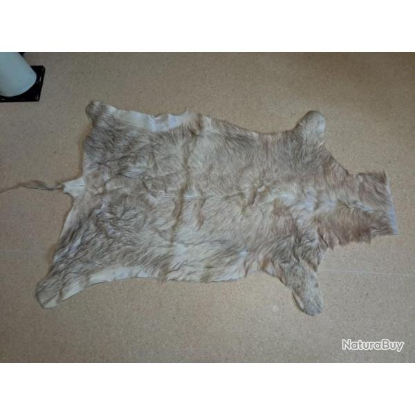 Peau de Blesbok blanc ; Damaliscus pygargus phillipsi