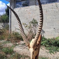 Cr&acirc;ne de Cobe defassa ; Waterbuck ; Kobus ellipsiprymnus defassa #J