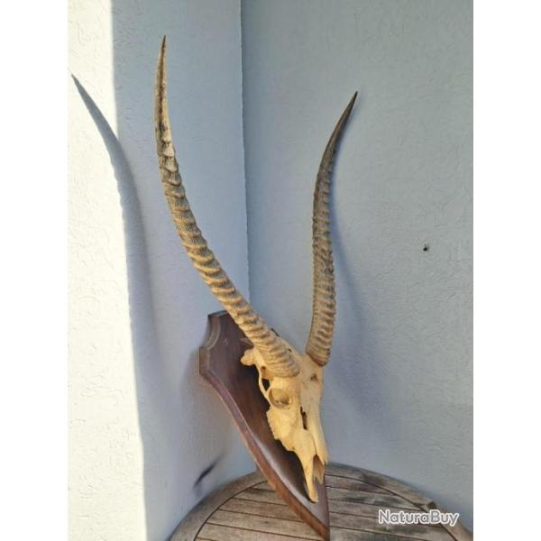 Cr�ne de Cobe defassa sur �cusson ; Waterbuck ; Kobus ellipsiprymnus defassa #J