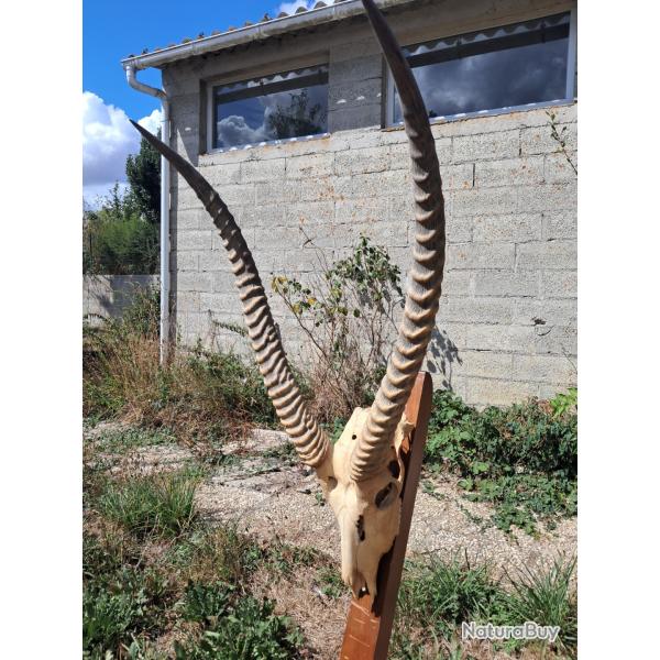 Cr�ne de Cobe defassa ; Waterbuck ; Kobus ellipsiprymnus defassa #J