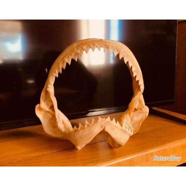 M�choire de Requin en provenance de Tha�lande