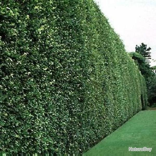 Lot 100 H�tres Plantes  Racines Nues 20/30 Cm Pour La Constitution De Haie Vendu De Novembre � avril