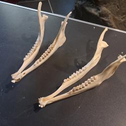 M&acirc;choire d' impala ; Aepyceros melampus (prix pour une m&acirc;choire)