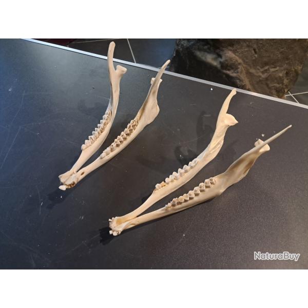 M�choire d' impala ; Aepyceros melampus (prix pour une m�choire)