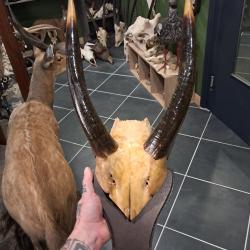 Massacre de Nyala sur &eacute;cusson ; Tragelaphus angasii
