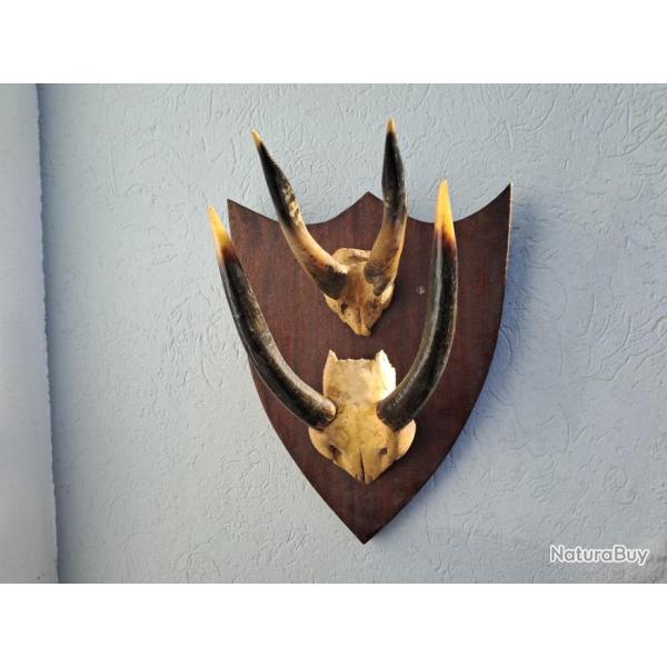 Deux massacres de Nyala sur �cusson ; Tragelaphus angasii