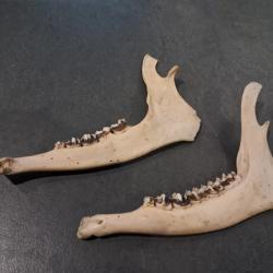 Lot de 2 demi m&acirc;choires de chevreuil #0309