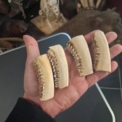 Lot de 4 morceaux de m&acirc;choire de chevreuil #2409