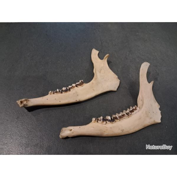 Lot de 2 demi m�choires de chevreuil #0309