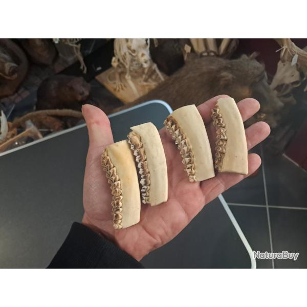 Lot de 4 morceaux de m�choire de chevreuil #2409