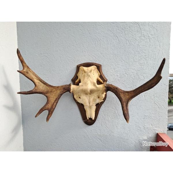 Trophe Elan / Orignal ; Alces alces #GKFE