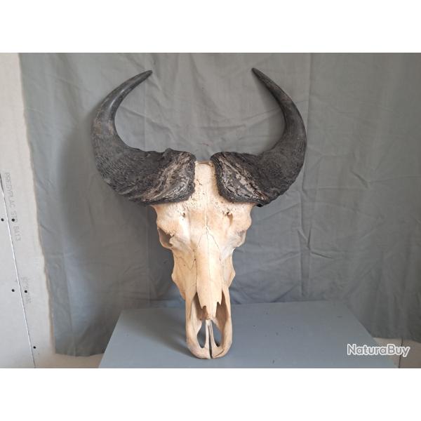 Cr�ne du buffle du Cap ( caffer ) sur �cusson; Syncerus caffer #2507
