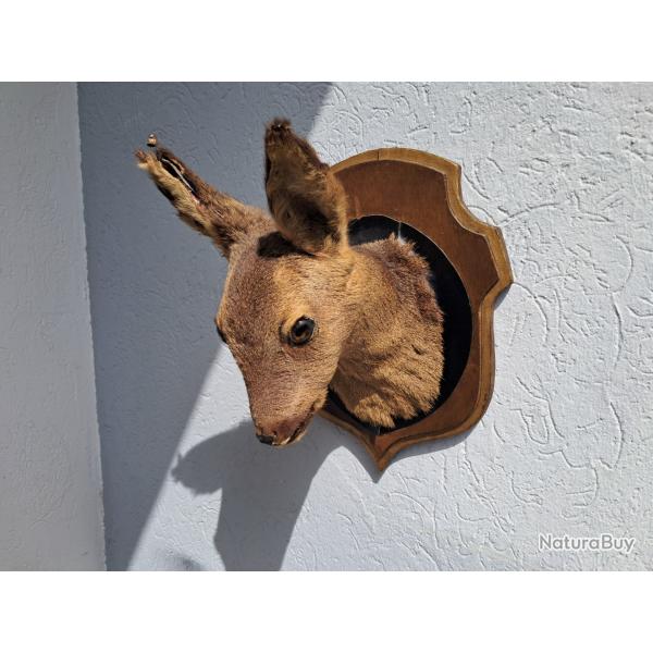 Taxidermie de chevreuil ; Capreolus capreolus #0208(2)
