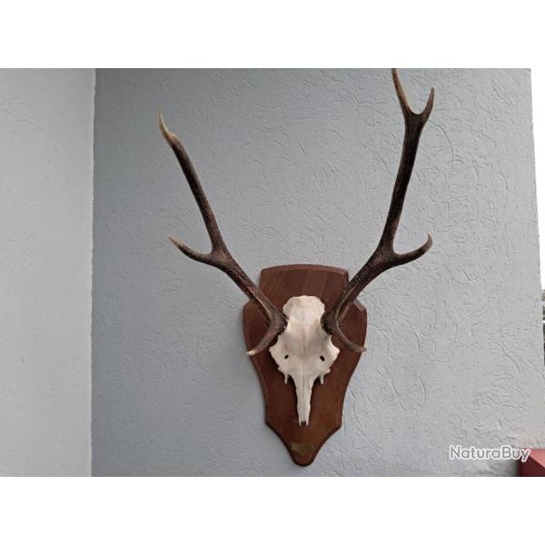 Troph�e de cerf �laphe 8 cors irr�guliers #185