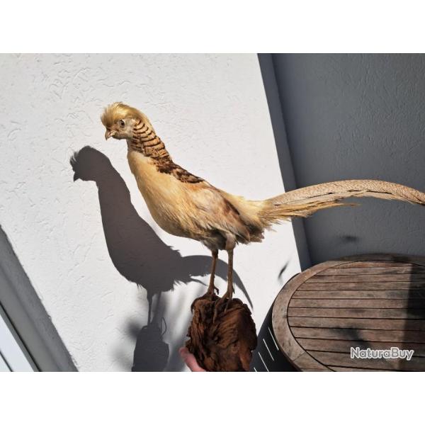 Taxidermie de faisan dor� Isabelle ; Chrysolophus Luteus