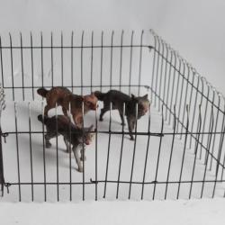 Loup Zoo Elastolin Hausser composition Jouet