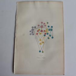 Gravure BUFFON Table de l'Ordre des Chiens XIXe si&egrave;cle