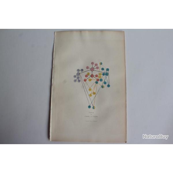 Gravure BUFFON Table de l'Ordre des Chiens XIXe si�cle