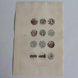 Gravure BUFFON Filaments liqueur spermatique chez l'Homme XIXe si&egrave;cle