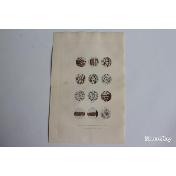 Gravure BUFFON Filaments liqueur spermatique chez l'Homme XIXe si�cle