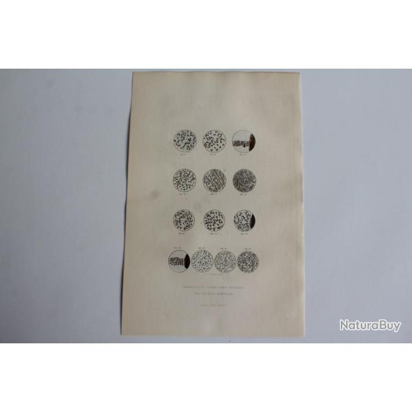 Gravure BUFFON Globules liqueurs s�minales XIXe si�cle Biologie
