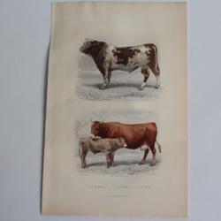 Gravure BUFFON Taureau Vache Veau XIXe si&egrave;cle