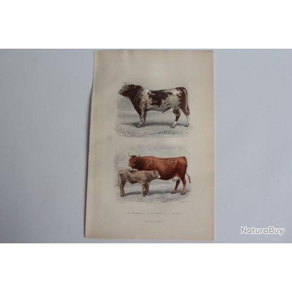 Gravure BUFFON Taureau Vache Veau XIXe si�cle