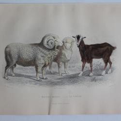 Gravure BUFFON Moutons M&eacute;rinos Ch&egrave;vre XIXe si&egrave;cle