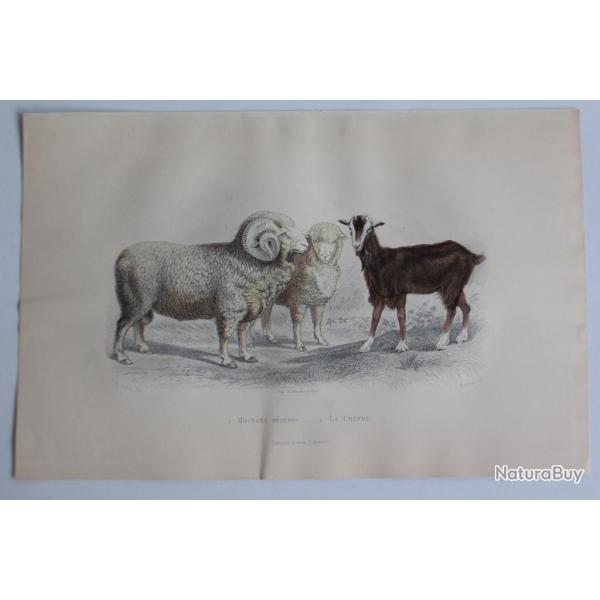 Gravure BUFFON Moutons M�rinos Ch�vre XIXe si�cle