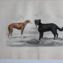 Gravure BUFFON L&eacute;vrier de Hongrie Terre-Neuve Chiens XIXe si&egrave;cle