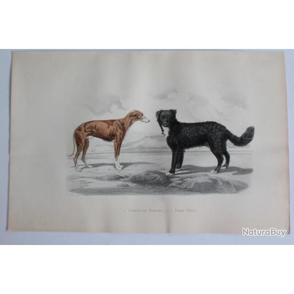 Gravure BUFFON L�vrier de Hongrie Terre-Neuve Chiens XIXe si�cle