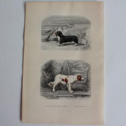 Gravure BUFFON Chien basset Chien &eacute;pagneul XIXe si&egrave;cle
