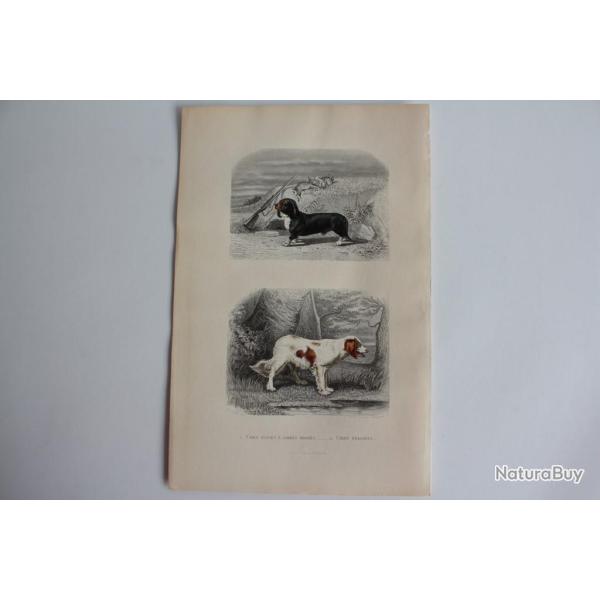 Gravure BUFFON Chien basset Chien �pagneul XIXe si�cle