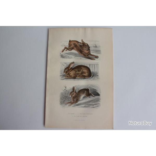 Gravure BUFFON Li�vre Lapin domestique Lapin de Garenne XIXe si�cle