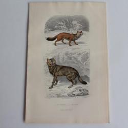 Gravure BUFFON Renard Loup XIXe si&egrave;cle