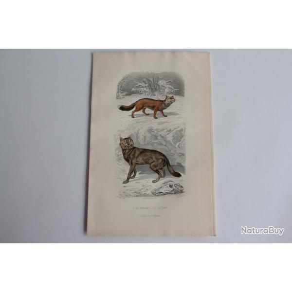 Gravure BUFFON Renard Loup XIXe si�cle