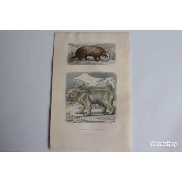 Gravure BUFFON Blaireau Ours blanc XIXe sicle