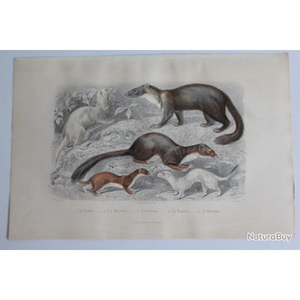 Gravure BUFFON Furet Belette Fouine Marte Hermine XIXe si�cle