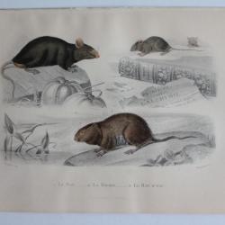Gravure BUFFON Rat Souris Rat d'eau XIXe si&egrave;cle