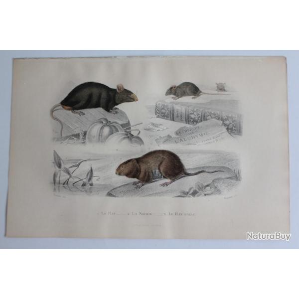 Gravure BUFFON Rat Souris Rat d'eau XIXe si�cle