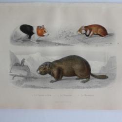 Gravure BUFFON Cochon d'Inde Hamster Marmotte XIXe si&egrave;cle