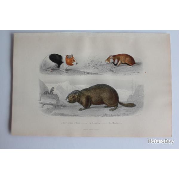 Gravure BUFFON Cochon d'Inde Hamster Marmotte XIXe si�cle