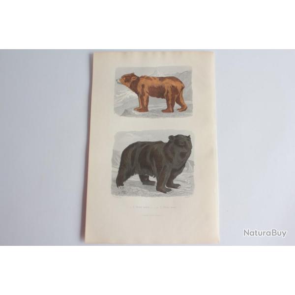 Gravure BUFFON Ours brun Ours noir XIXe si�cle